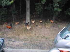Kuva